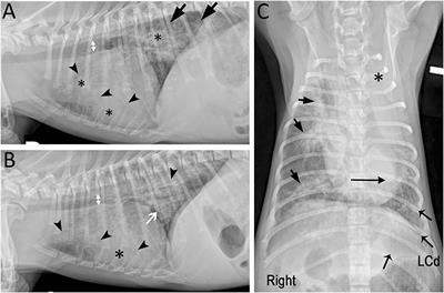 Presumptive Development of Fibrotic Lung Disease From Bordetella bronchiseptica and Post-infectious Bronchiolitis Obliterans in a Dog